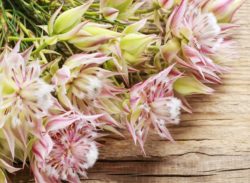 Blushing Bride Proteas