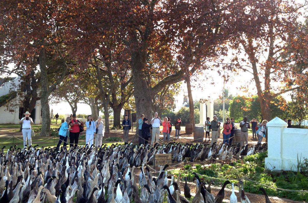 what to do in Stellenbosch