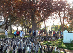 Duck Parade Stellenbosch