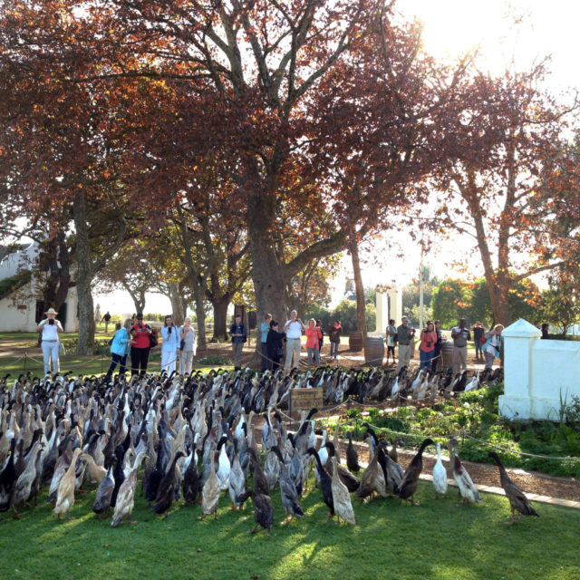 Duck Parade Stellenbosch