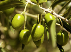 Olive oil tasting with Tokara
