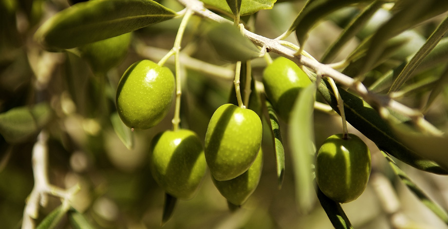Tokara Olive Oil Tasting with Tapas at Oude Werf